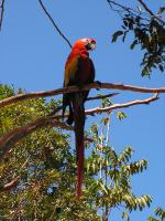 8147 Copan Ruinas Guacamayas